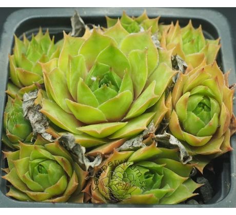 Sempervivum EMERSON`S GIANT