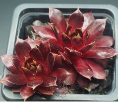 Sempervivum END OF DAY