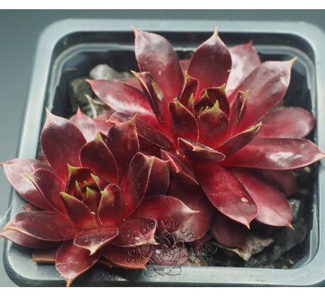 Sempervivum END OF DAY