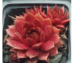 Sempervivum END OF SUMMER