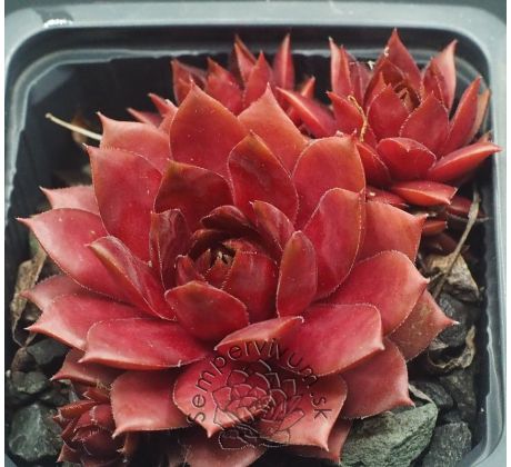 Sempervivum END OF SUMMER