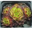 Sempervivum ESSENCE OF LIME