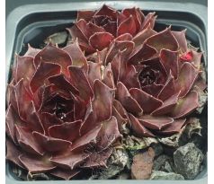 Sempervivum EUGEN`S EDLE ROSE