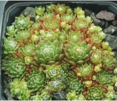 Sempervivum BRYOIDES