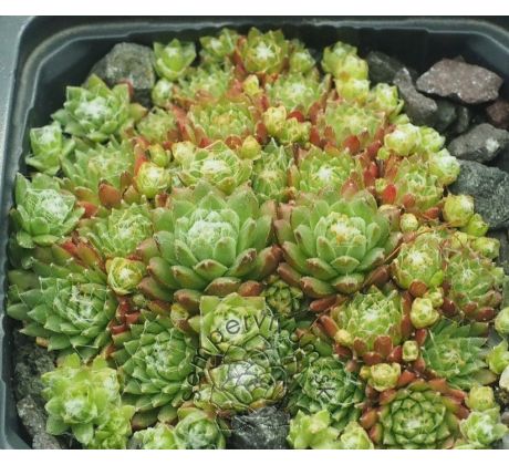 Sempervivum BRYOIDES