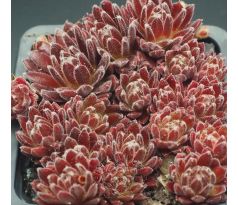 Sempervivum FEUERRAD