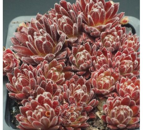 Sempervivum FEUERRAD