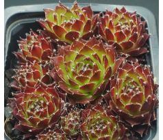 Sempervivum FEUERSTURM