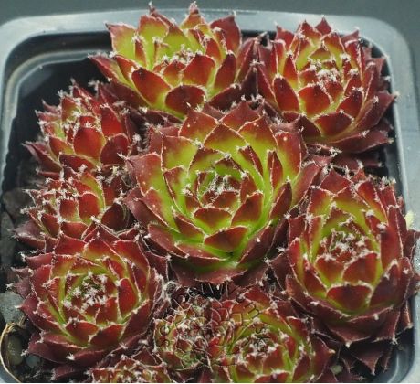 Sempervivum FEUERSTURM