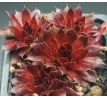 Sempervivum FOR YOU