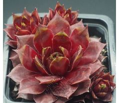 Sempervivum FOXY LADY