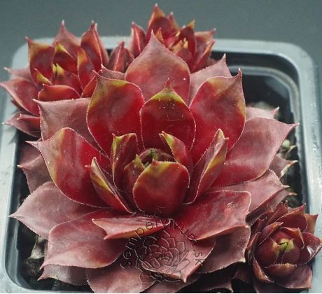 Sempervivum FOXY LADY