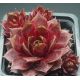 Sempervivum FOXY LADY