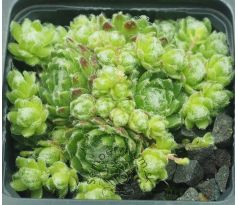Sempervivum FREDEGAR