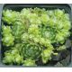Sempervivum FREDEGAR