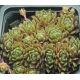 Sempervivum FRODO
