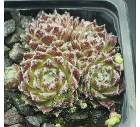 Sempervivum GWYNEIRA