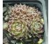 Sempervivum GWYNEIRA