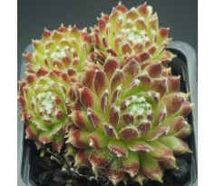 Sempervivum SUGAR FROSTING
