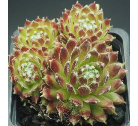 Sempervivum SUGAR FROSTING