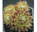 Sempervivum SUGAR FROSTING