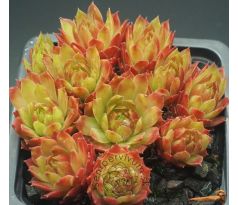 Sempervivum SALMONS CUP