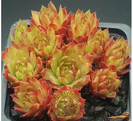 Sempervivum SALMONS CUP