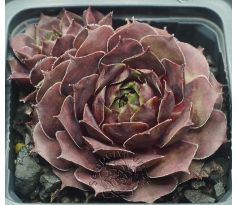Sempervivum LADY OF HACCOMBE