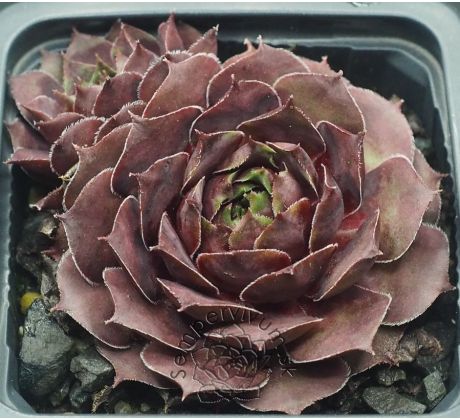 Sempervivum LADY OF HACCOMBE