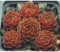Sempervivum PILATUS