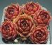 Sempervivum ACHALM