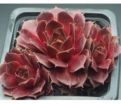 Sempervivum ADONIS