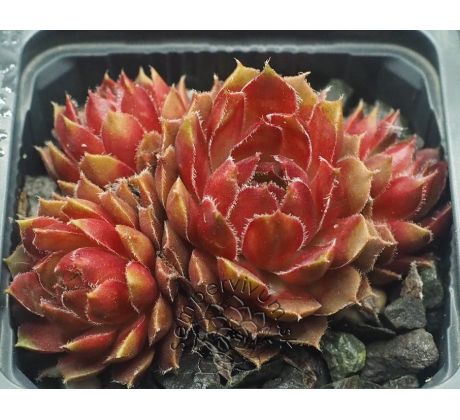 Sempervivum AFIRE LOVE