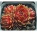 Sempervivum AFIRE LOVE