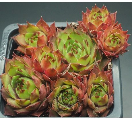 Sempervivum ALARIC
