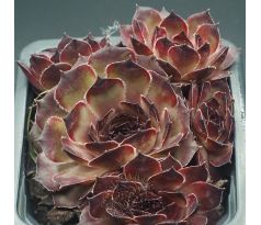 Sempervivum ALMRAUSCH