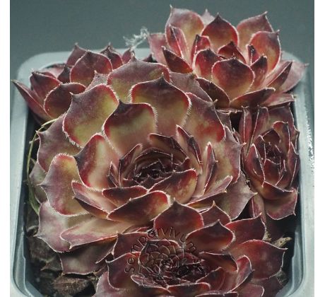 Sempervivum ALMRAUSCH
