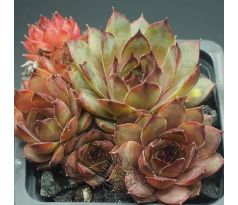 Sempervivum ANDINN CORSON