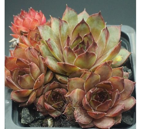Sempervivum ANDINN CORSON