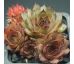Sempervivum ANDINN CORSON