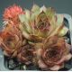 Sempervivum ANDINN CORSON