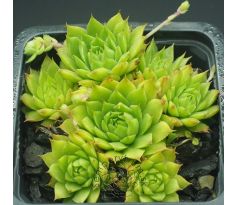 Sempervivum ANDINN CRONE