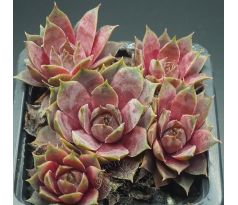 Sempervivum ANDINN GREY EMINENCE