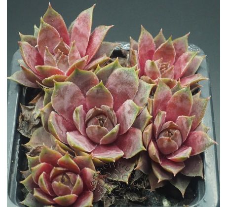 Sempervivum ANDINN GREY EMINENCE