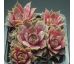 Sempervivum ANDINN GREY EMINENCE