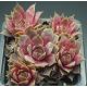 Sempervivum ANDINN GREY EMINENCE