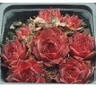Sempervivum ANDINN PURPUR