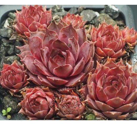 Sempervivum ANDINN TUNRIDA