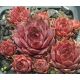 Sempervivum ANDINN TUNRIDA