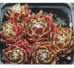 Sempervivum ANN-CHRISTY